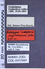 Etiketten zu Cardiophorus ferganicus (Dolin, 2003) (NHMW-ZOO-COL-0007047)